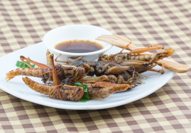 Insekten essen - Heuschrecken