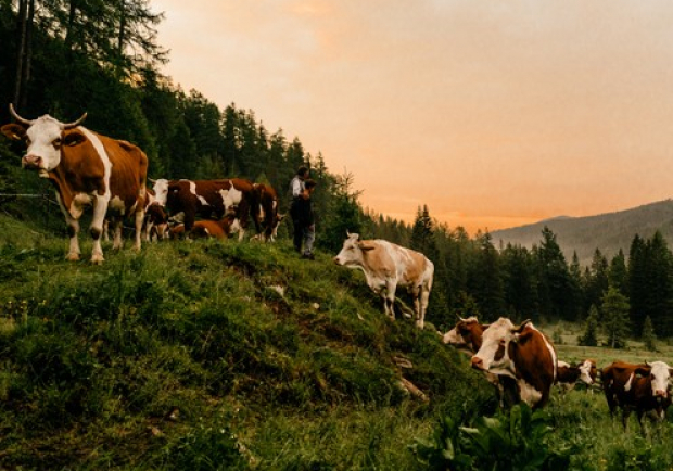 Geschmack_mit_gutem_Gewissen_Salzburgmilch_2